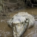 crocodile_american_tar_v_1566_cos2569.jpg